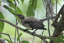 New Caledonian Friarbird