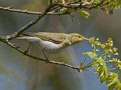 Wood Warbler