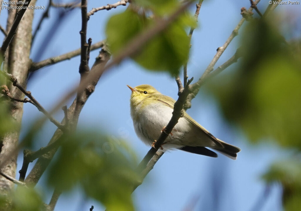 Pouillot siffleuradulte nuptial, chant