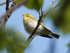 Wood Warbler