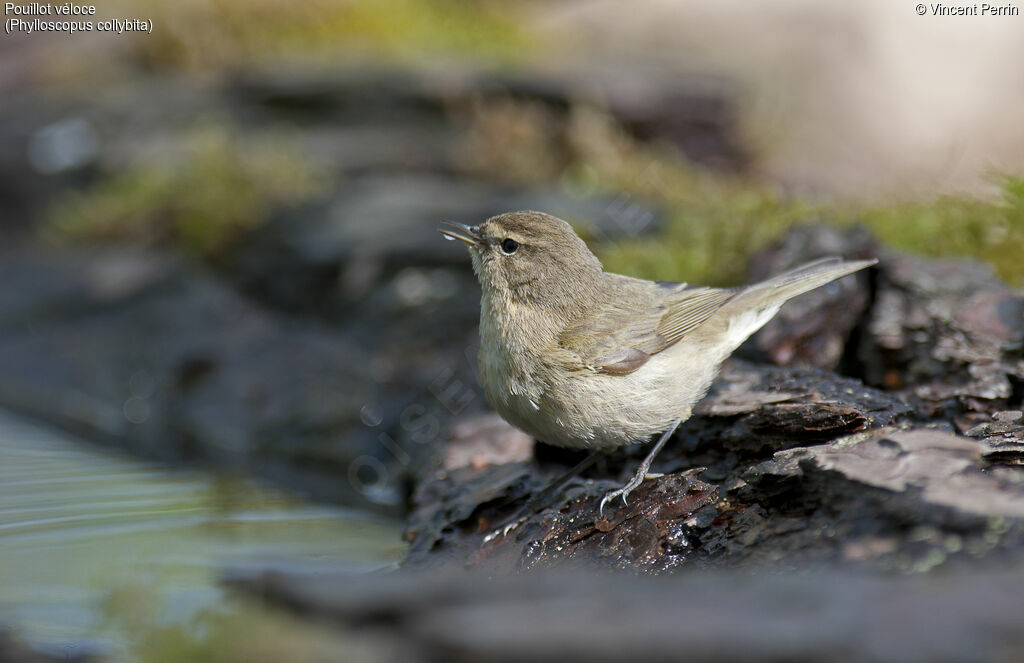 Common Chiffchaff