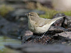 Common Chiffchaff