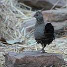 Poulette de roche