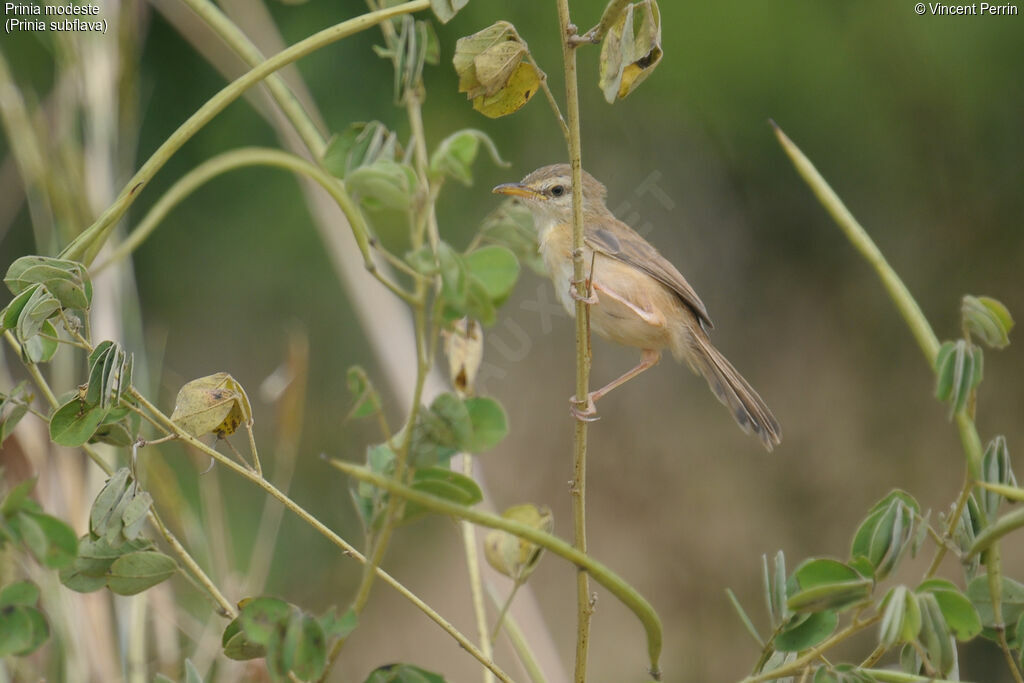 Prinia modestejuvénile