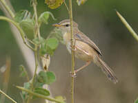 Prinia modeste