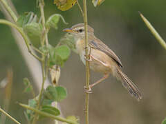 Tawny-flanked Prinia