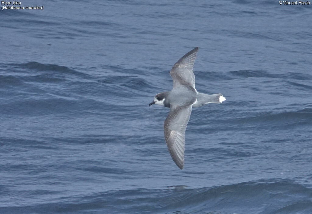 Blue Petrel