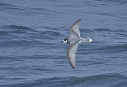 Blue Petrel