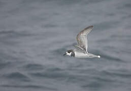 Blue Petrel