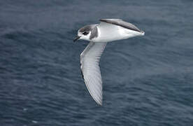 Blue Petrel