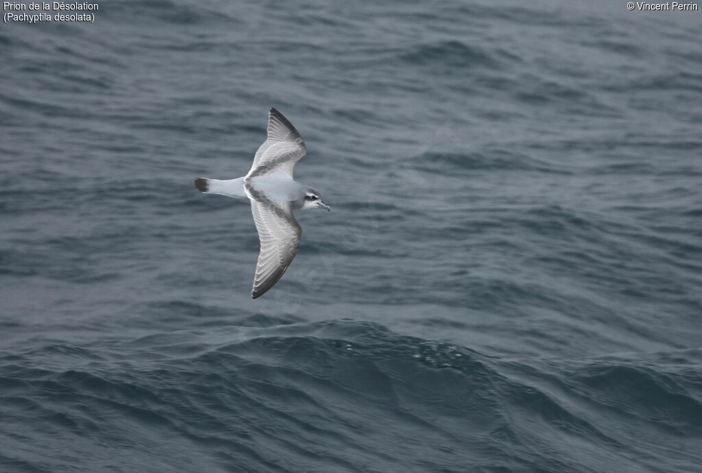 Antarctic Prionadult, Flight