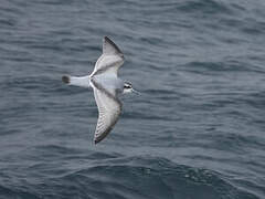 Antarctic Prion