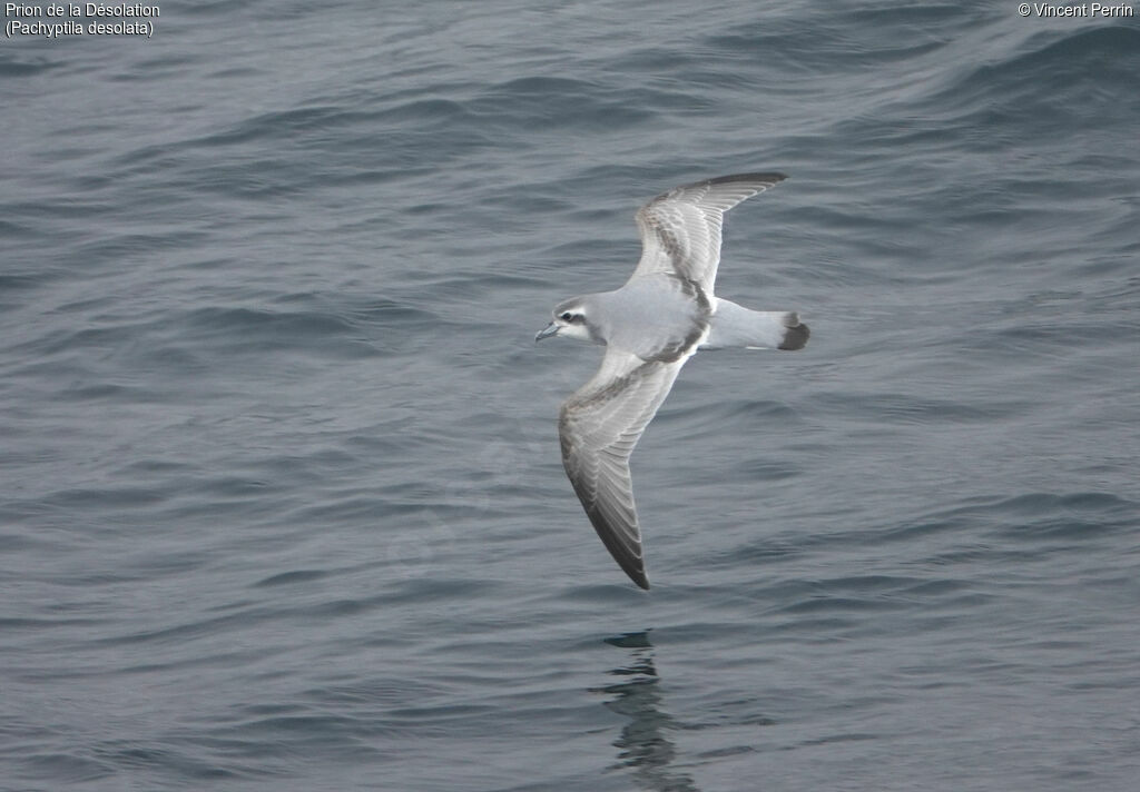 Antarctic Prion, Flight