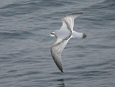 Antarctic Prion