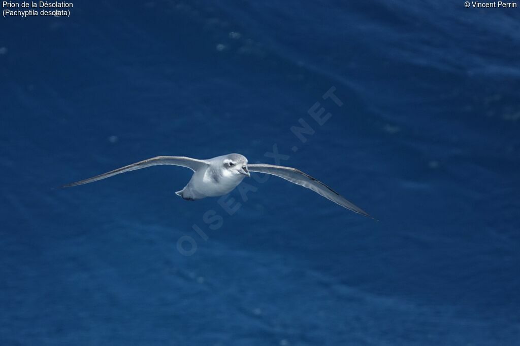 Antarctic Prion