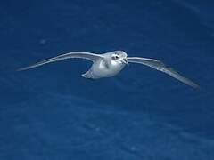 Antarctic Prion