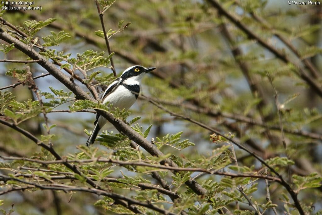 Senegal Batis male