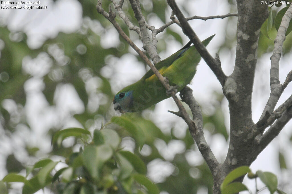 Double-eyed Fig Parrot female adult