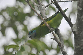 Double-eyed Fig Parrot