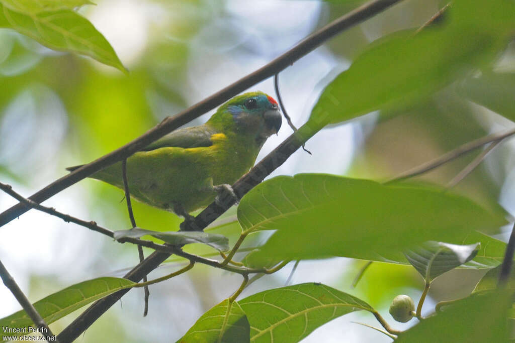 Psittacule double-oeil femelle adulte, habitat