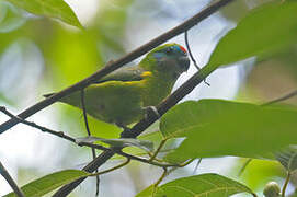 Double-eyed Fig Parrot