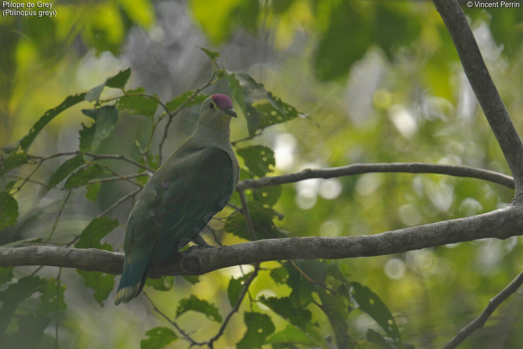 Red-bellied Fruit Dove