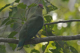 Red-bellied Fruit Dove
