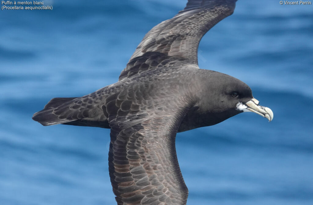 White-chinned Petrel