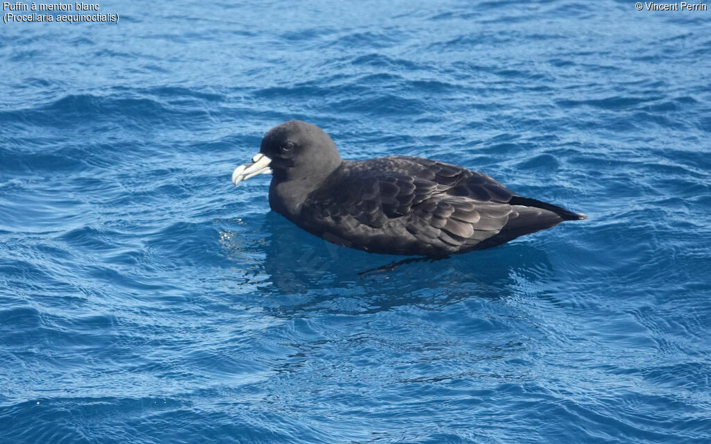 White-chinned Petrel