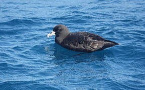 White-chinned Petrel