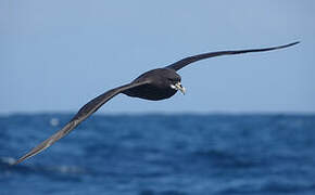 White-chinned Petrel