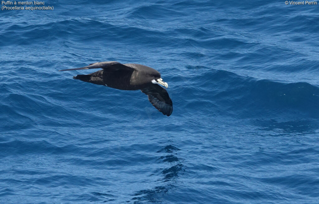 White-chinned Petreladult, Flight