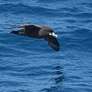 Puffin à menton blanc