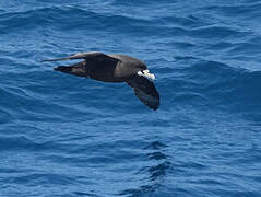 White-chinned Petrel