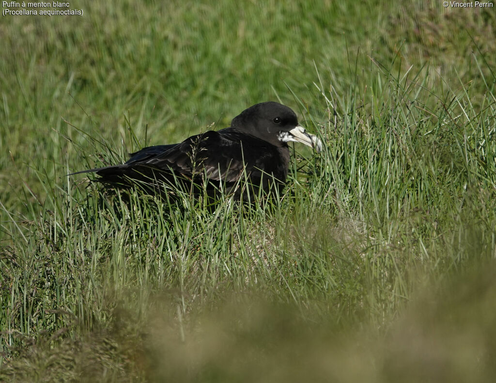 White-chinned Petrel