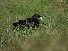 White-chinned Petrel