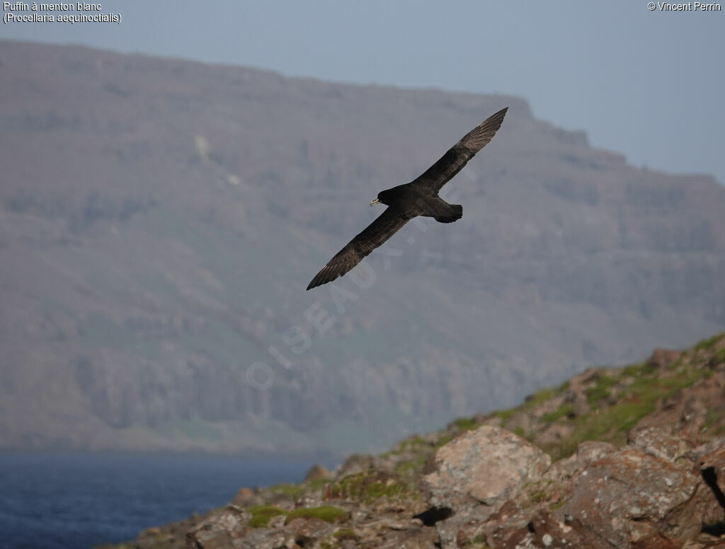 White-chinned Petreladult, Reproduction-nesting