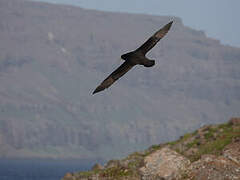 White-chinned Petrel