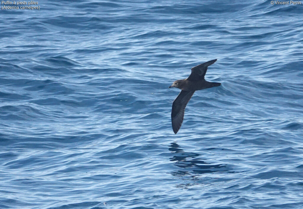 Flesh-footed Shearwater, Flight