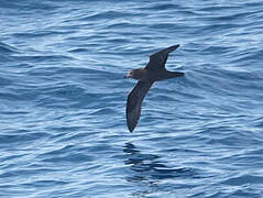 Flesh-footed Shearwater