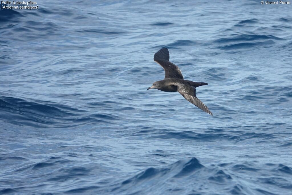 Flesh-footed Shearwater