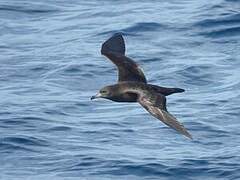 Flesh-footed Shearwater