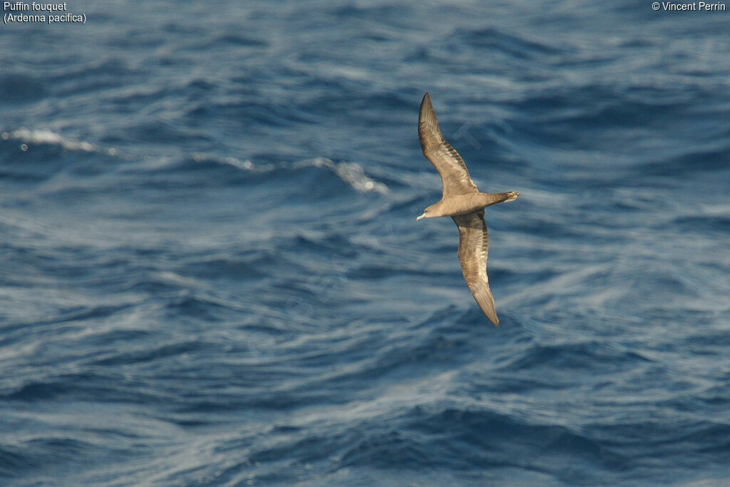 Wedge-tailed Shearwater