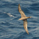 Puffin fouquet