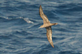 Wedge-tailed Shearwater