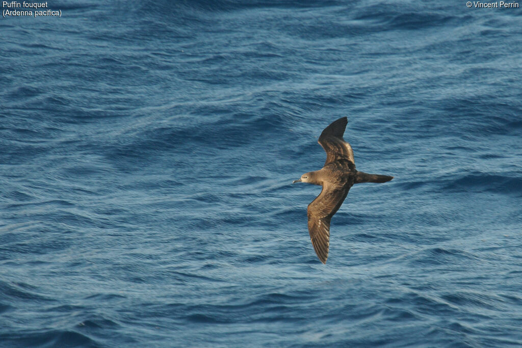 Wedge-tailed Shearwater