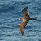 Puffin fouquet