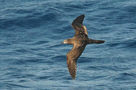 Wedge-tailed Shearwater