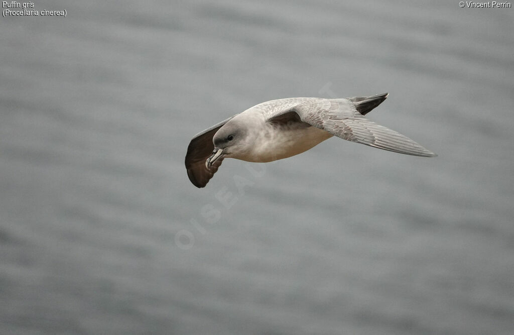 Grey Petrel