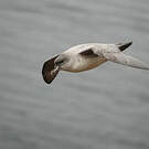 Puffin gris